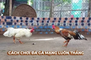 Hướng Dẫn Cách Chơi Đá Gà Sabong Tại DAGA Từ A Đến Z