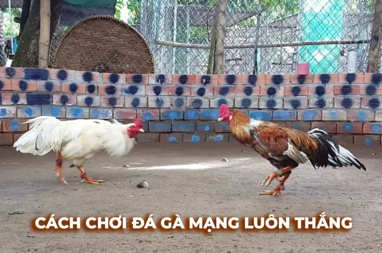 Hướng Dẫn Cách Chơi Đá Gà Sabong Tại DAGA Từ A Đến Z